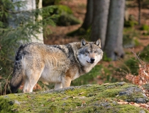 124.Vlk obecný (Canis lupus)