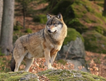 125.Vlk obecný (Canis lupus)