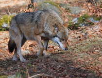 126.Vlk obecný (Canis lupus)