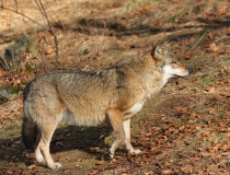127.Vlk obecný (Canis lupus)