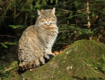 128.Kočka divoká (Felis silvestris)