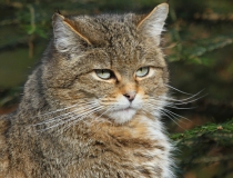 129.Kočka divoká (Felis silvestris)