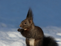 138.Veverka obecná (Sciurus vulgaris)