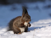 139.Veverka obecná (Sciurus vulgaris)