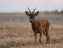 14.Srnčí sympaťák I. (Capreolus capreolus)