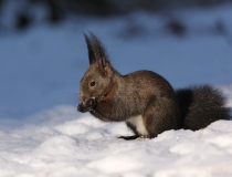 140.Veverka obecná (Sciurus vulgaris)