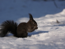 141Veverka obecná (Sciurus vulgaris)