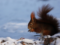 142.Veverka obecná (Sciurus vulgaris)