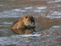 143.Nutrie říční (Myocastor coypus)