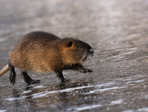 144.Nutrie říční (Myocastor coypus)