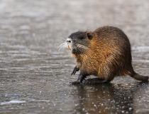 145.Nutrie říční (Myocastor coypus)