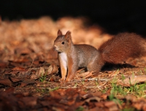 146.Veverka obecná (Sciurus vulgaris)