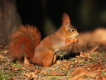 147.Veverka obecná (Sciurus vulgaris)