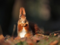 148.Veverka obecná (Sciurus vulgaris)