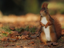 149.Veverka obecná (Sciurus vulgaris)