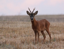 15.Srnčí sympaťák II. (Capreolus capreolus)