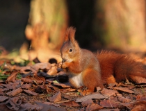 150.Veverka obecná (Sciurus vulgaris)