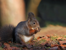 151.Veverka obecná (Sciurus vulgaris)