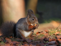 152.Veverka obecná (Sciurus vulgaris)