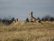 153.Srnčí zvěř (Capreolus capreolus)