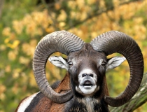 154.Muflon (Ovis musimon)