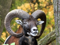 155.Muflon (Ovis musimon)