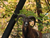 156.Muflon (Ovis musimon)