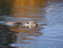 157.Nutrie říční (Myocastor coypus)