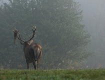 158.Jelen lesní (Cervus elaphus)