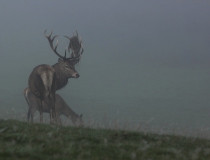 159.Jelen lesní v době říje (Cervus elaphus)
