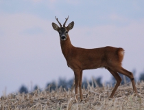 16.Srnčí sympaťák III. (Capreolus capreolus)