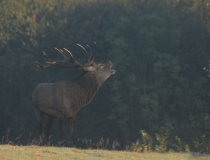 160.Troubící jelen (Cervus elaphus)
