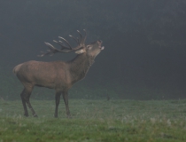 161.Troubící jelen (Cervus elaphus)