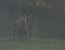 162.Troubící jelen (Cervus elaphus)