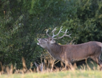 163.Troubící jelen (Cervus elaphus)