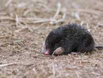 165.Krtek obecný (Talpa europea)