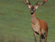167.Jelen lesní (Cervus elaphus)