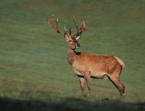 168.Jelen lesní (Cervus elaphus)