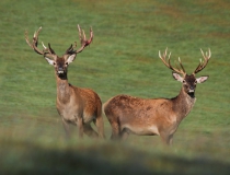 169.Jeleni (Cervus elaphus)