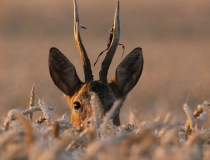 17.Zkušený matador I. (Capreolus capreolus)