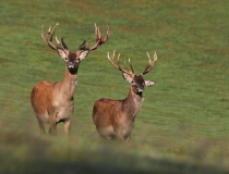 170.Jeleni (Cervus elaphus)