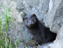 171.Norek americký (Mustela vison, Neovison vison)