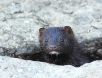 172.Norek americký (Mustela vison, Neovison vison)
