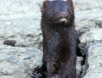 173.Norek americký (Mustela vison, Neovison vison)