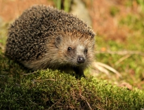 174.Ježek západní (Erinaceus europaeus)
