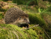 175.Ježek západní (Erinaceus europaeus)