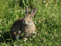 176.Králík divoký (Oryctolagus cuniculus)