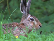 177.Zajíc polní (Lepus europaeus)