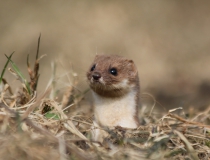 178.Lasice hranostaj (Mustela erminea L.)