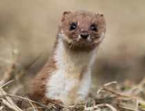 179.Lasice hranostaj (Mustela erminea L.)